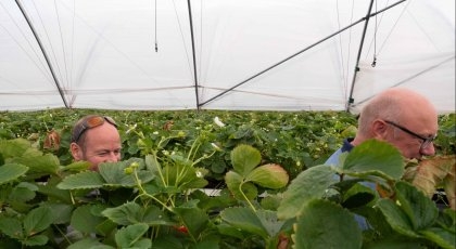 BÆR- OG FRUKTBONDE SIMEN MYHRENE VISER CICERO-FORSKER BOB VAN OORT RUNDT PÅ GÅRDEN. 