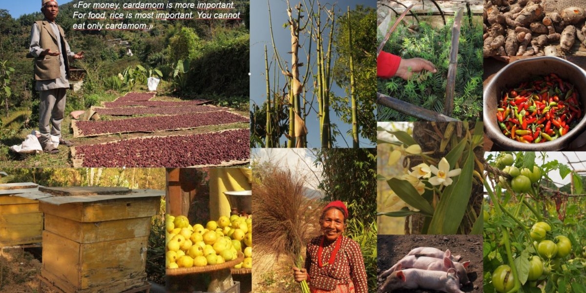 Collage av forskjellige matprodusenter i Nepal.