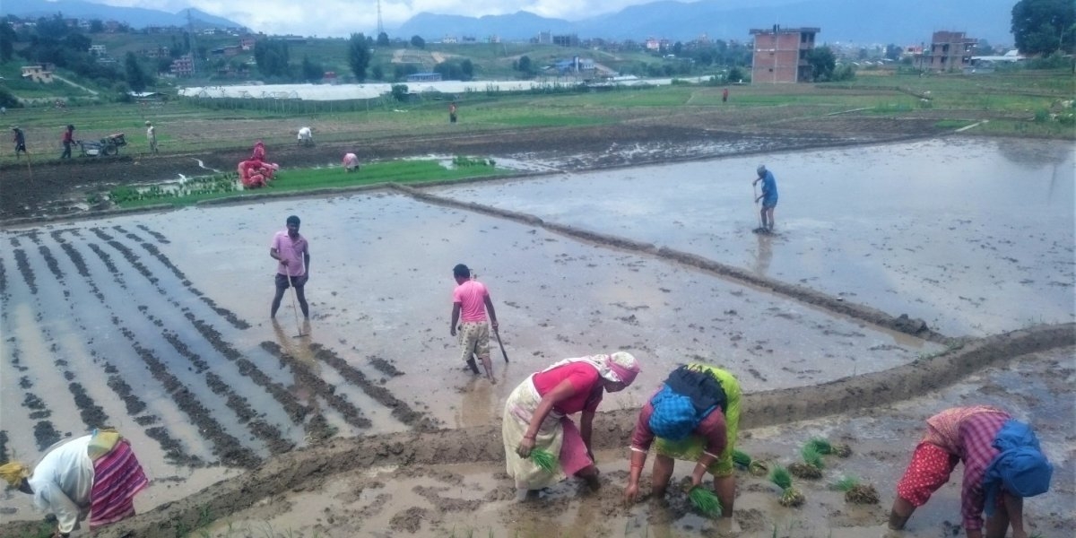 NEPAL: RISPLANTING ER AVHENGIG AV MONSUNREGN, SOM KAN BLI MER USTABILT PÅ GRUNN AV FRAMTIDENS KLIMAENDRINGER