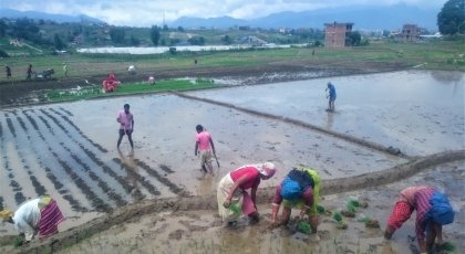 NEPAL: RISPLANTING ER AVHENGIG AV MONSUNREGN, SOM KAN BLI MER USTABILT PÅ GRUNN AV FRAMTIDENS KLIMAENDRINGER