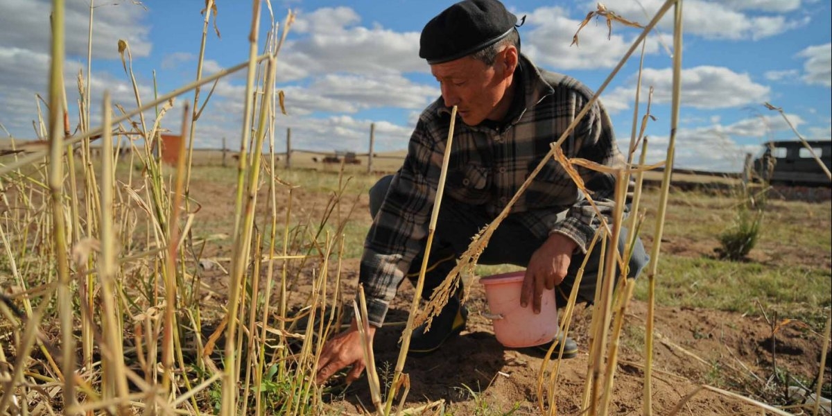 MONGOLSK GJETER PLANTER DYREFOR SOM ER MER MOTSTANDSDYKTIG MOT KLIMAENDRINGER. 