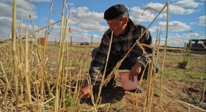 MONGOLSK GJETER PLANTER DYREFOR SOM ER MER MOTSTANDSDYKTIG MOT KLIMAENDRINGER. 