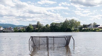 Bilde mangler beskrivelse