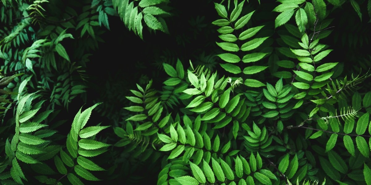 Image missing description