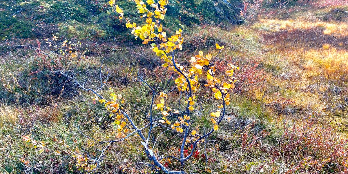 Image missing description