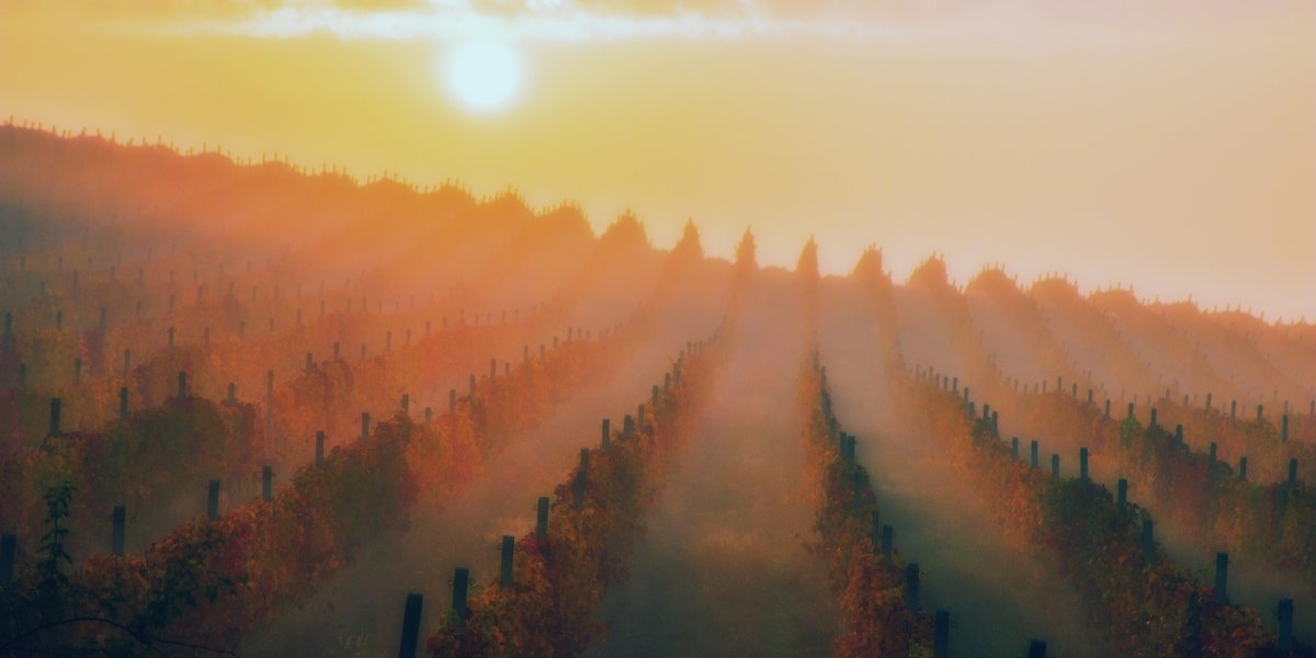 Heat wave over fields.