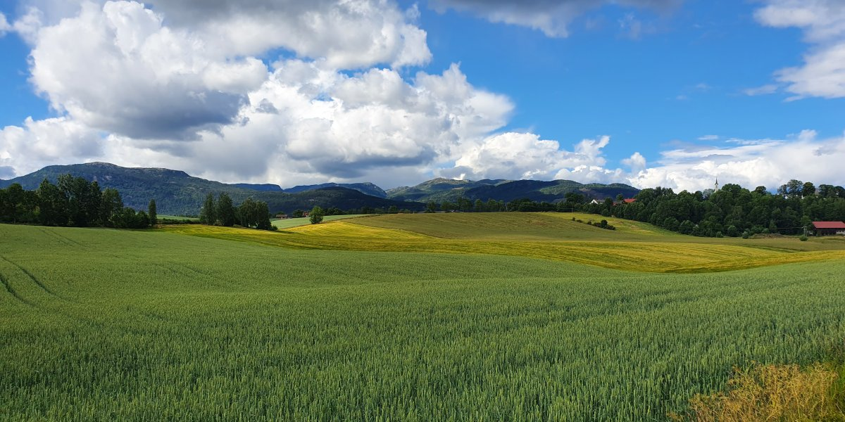 Hveteåker i Telemark