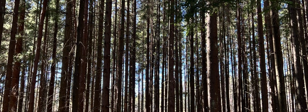 Bilde mangler beskrivelse