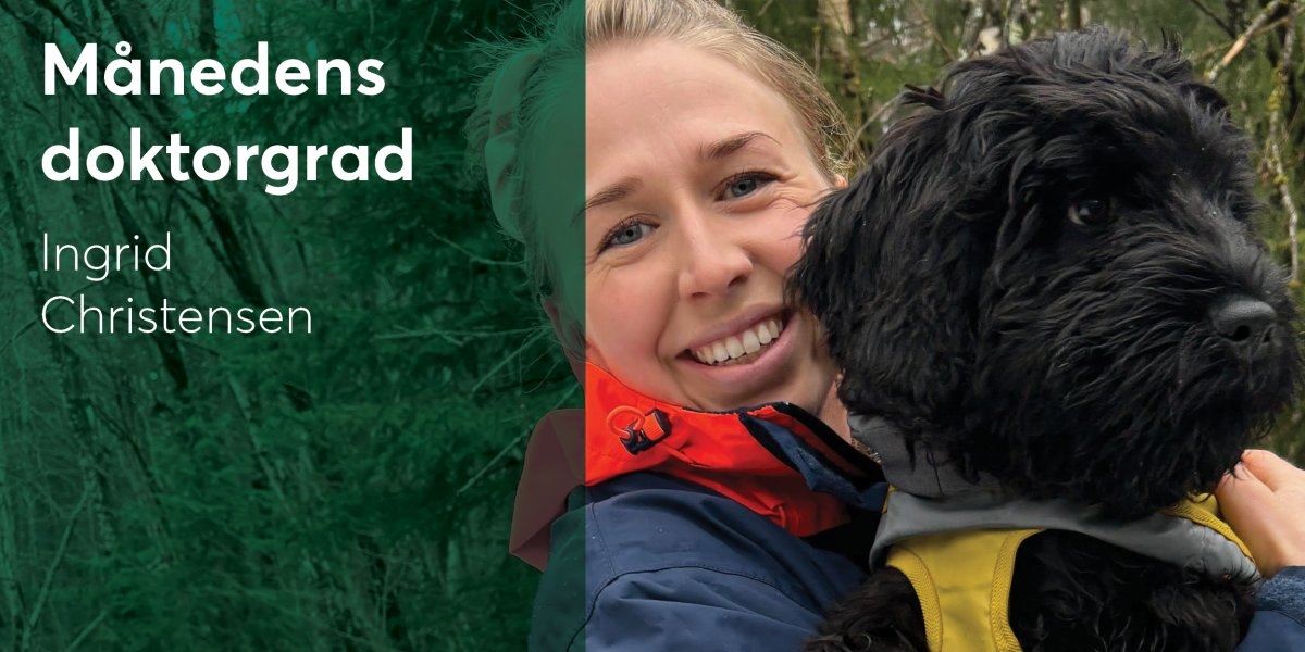 Bilde mangler beskrivelse